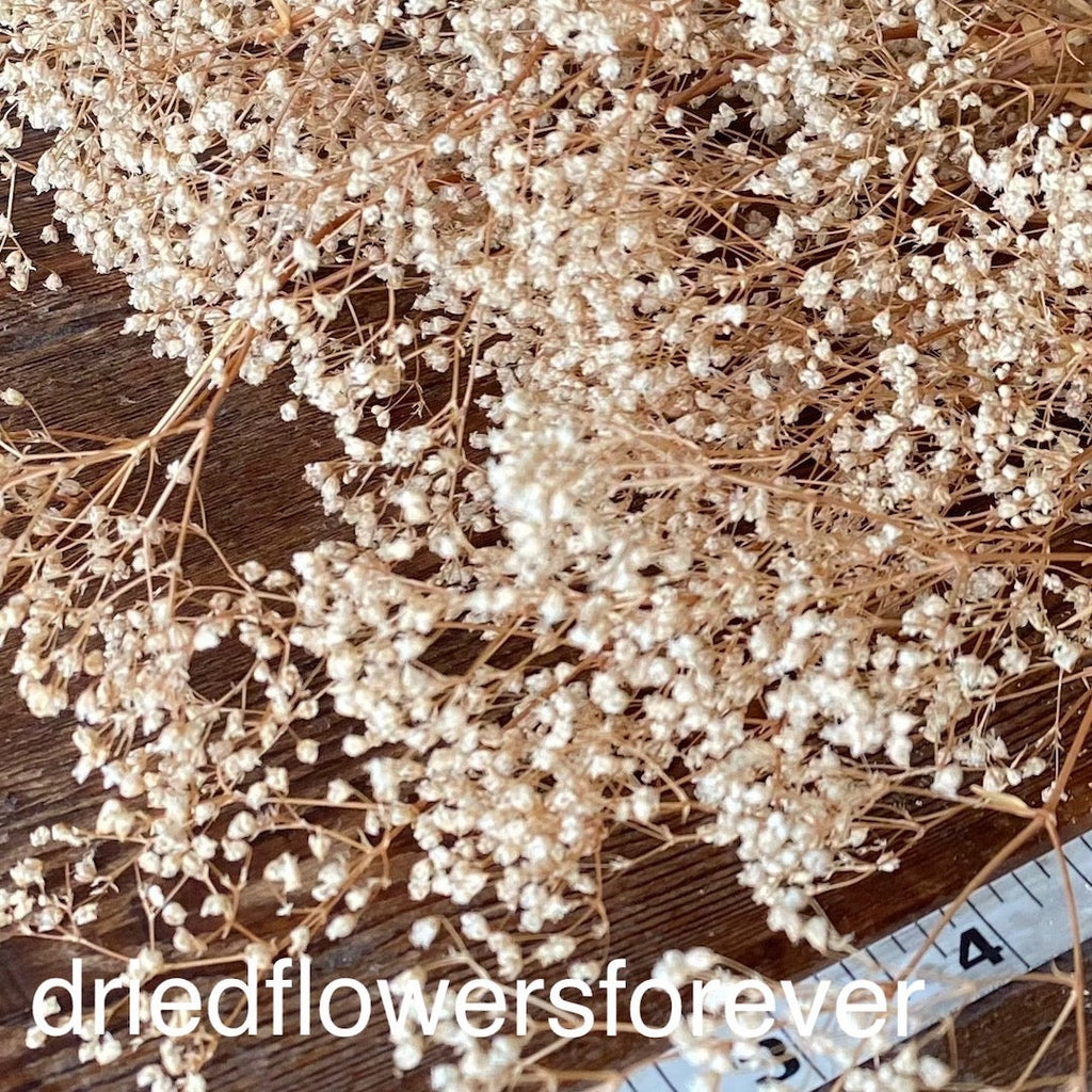 Gypsophila (Baby’s Breath) - Preserved