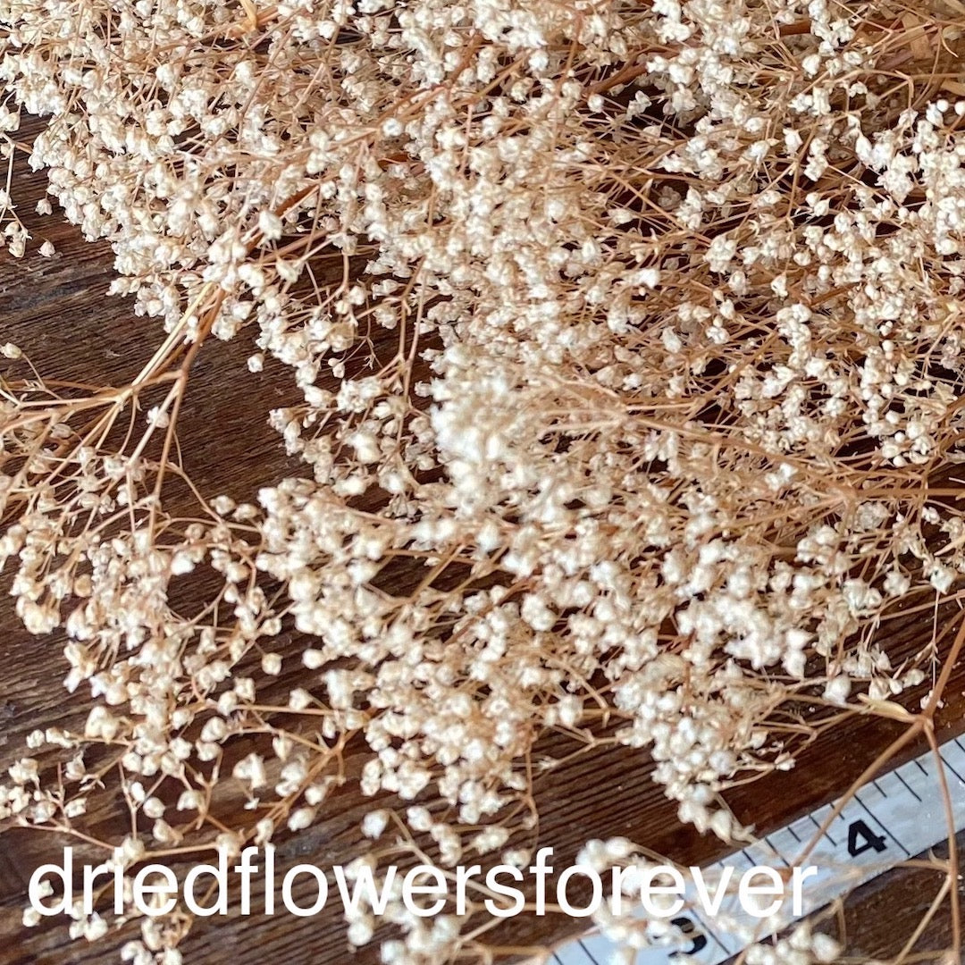 Gypsophila (Baby’s Breath) - Preserved