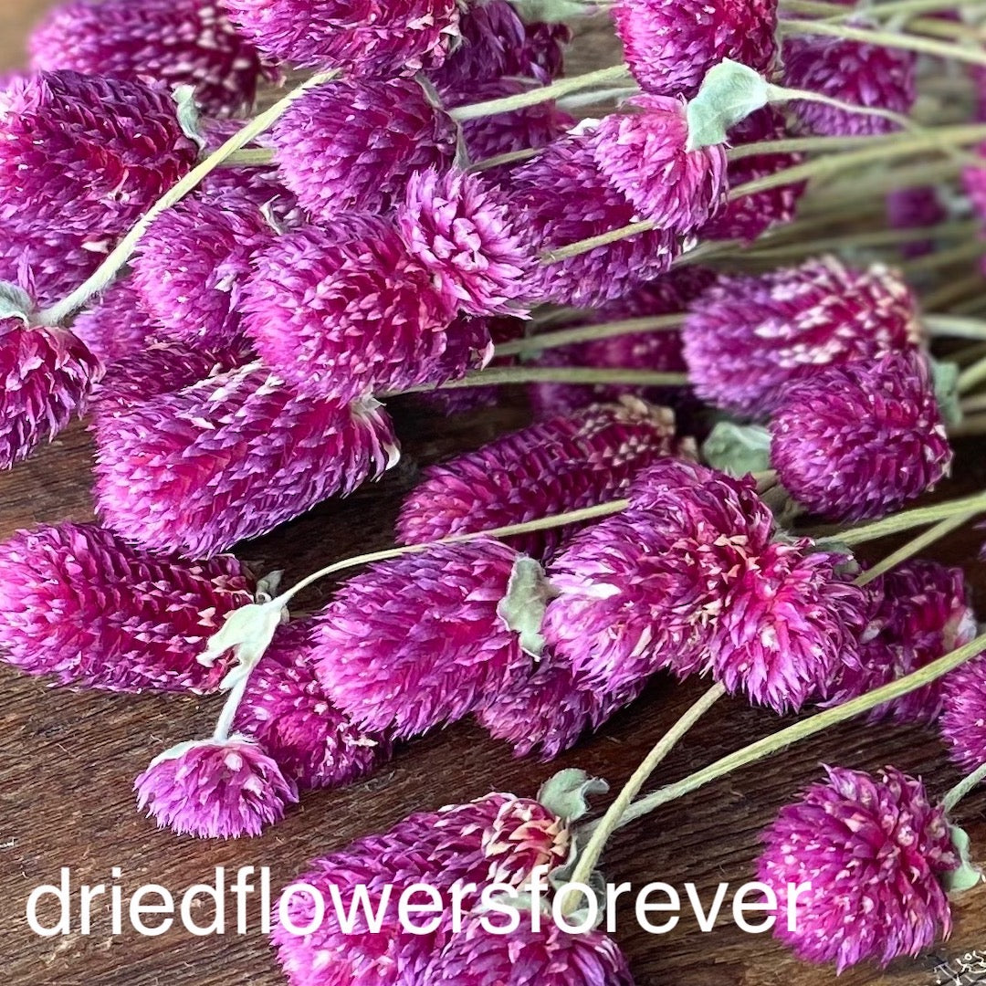 Gomphrena (Globe Amaranth) - Purple