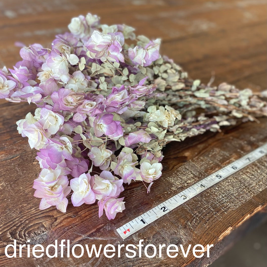 Oregano - Kent Beauty