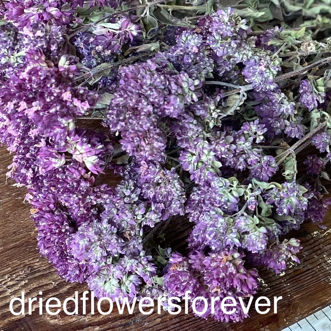 Oregano - Purple