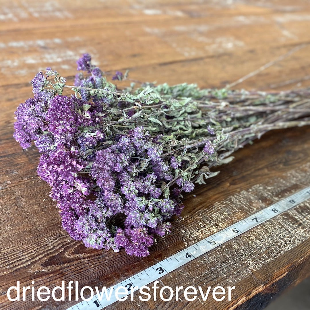Oregano - Purple