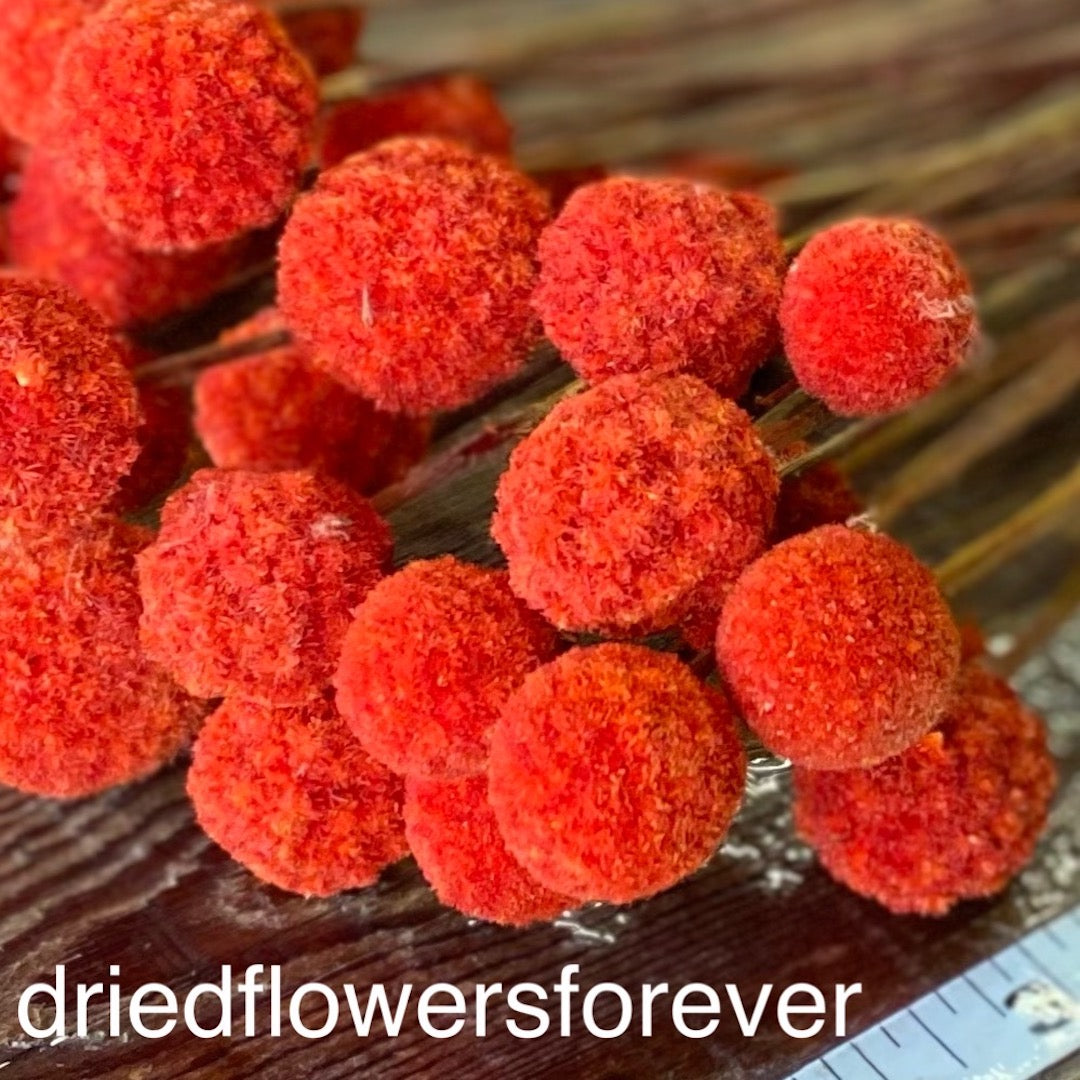 Billy Balls (Craspedia) - Red Orange