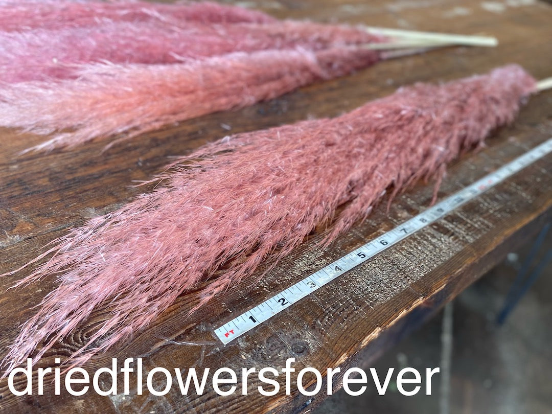 Pampas Grass - Pink - 5 Stems