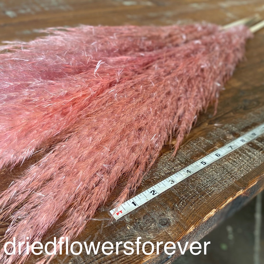 Pampas Grass - Pink - 5 Stems