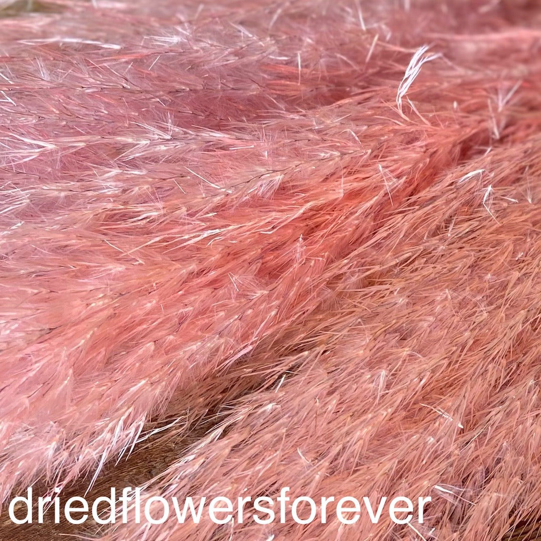 Pampas Grass - Pink - 5 Stems
