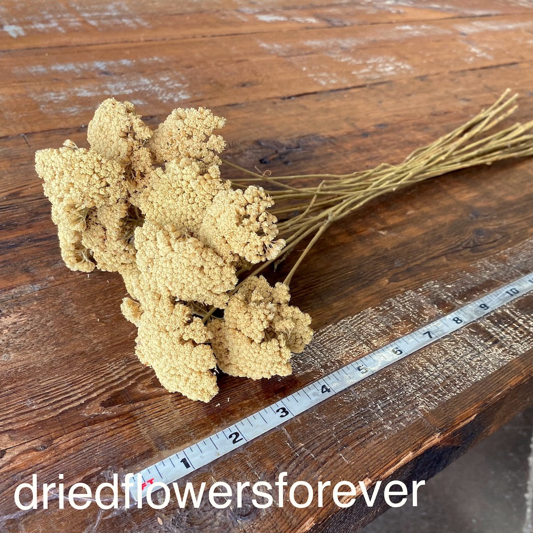 Yarrow (Achillea)