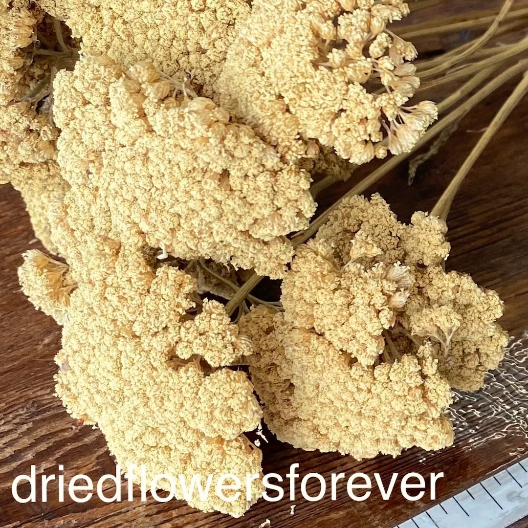 Yarrow (Achillea)
