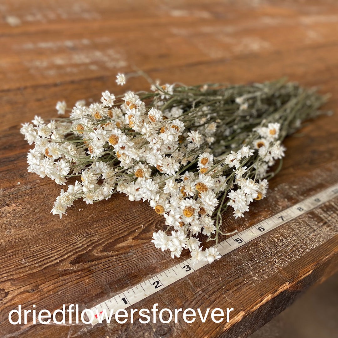 Ammobium (Winged Everlasting) - White