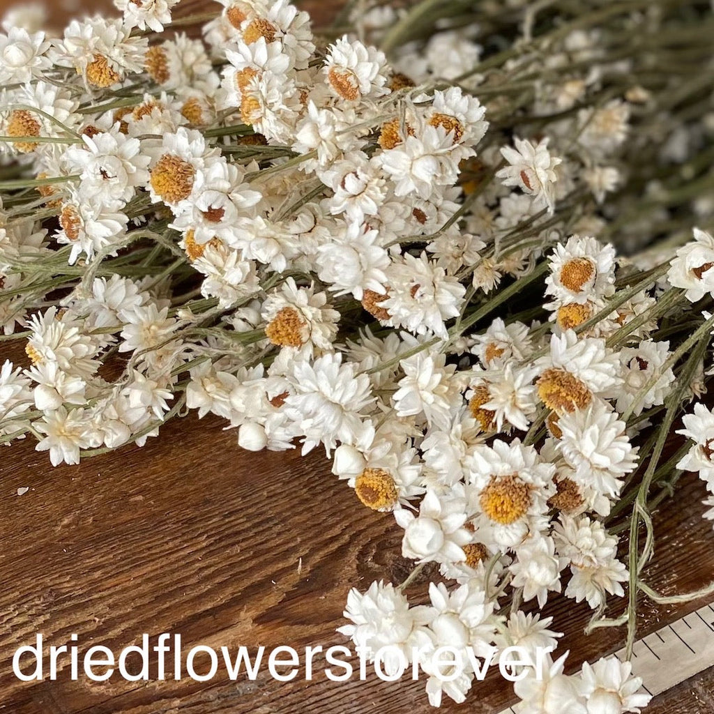 Ammobium (Winged Everlasting) - White