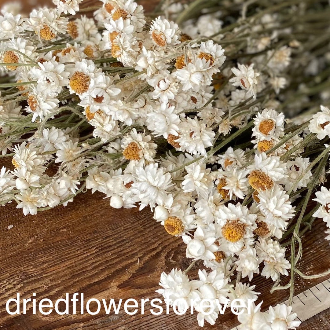 Ammobium (Winged Everlasting) - White