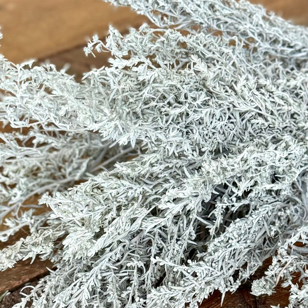 Artemisia - Silver King