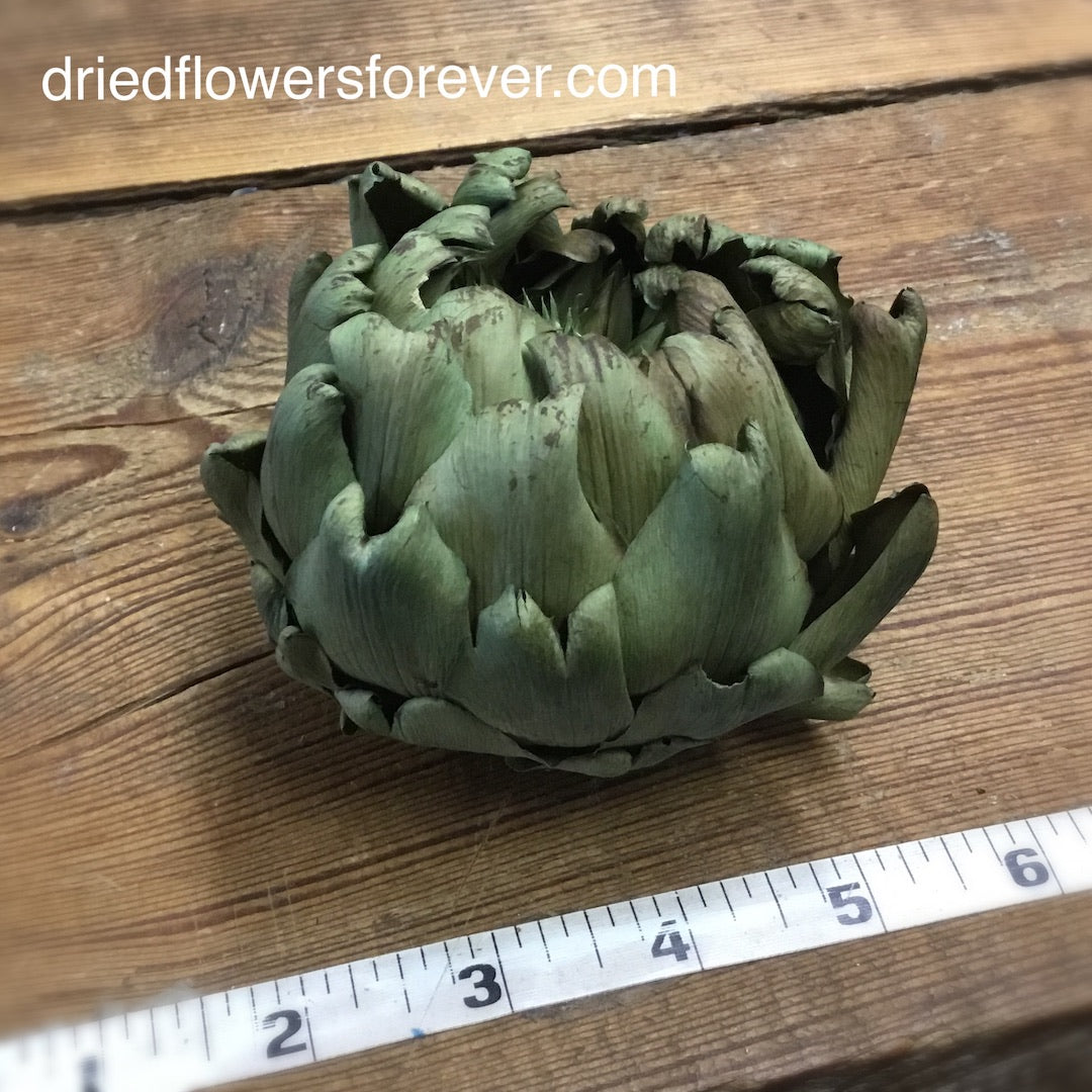 Green Artichoke