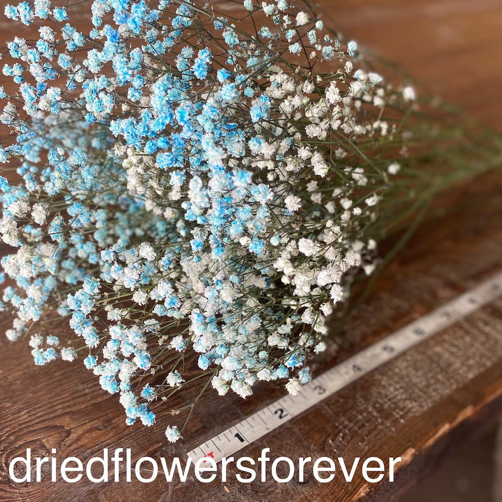 Gypsophila (Baby’s Breath)- Blue