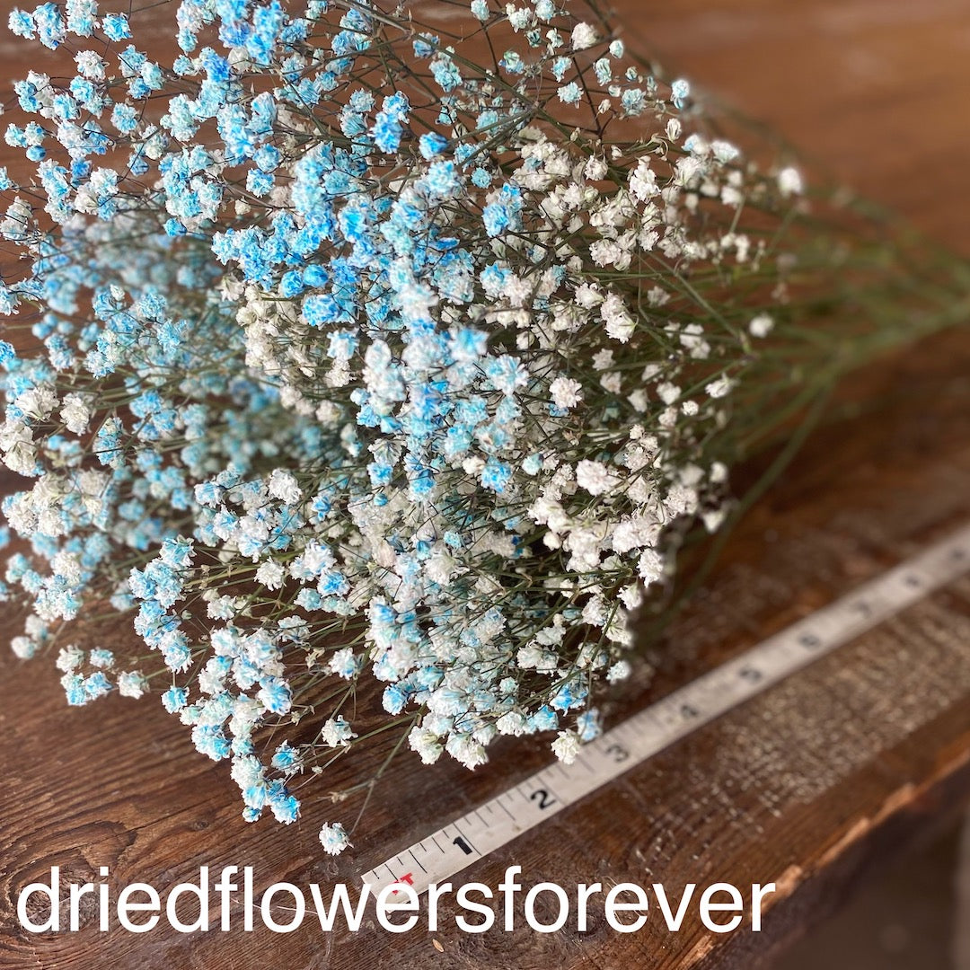 Gypsophila (Baby’s Breath)- Blue