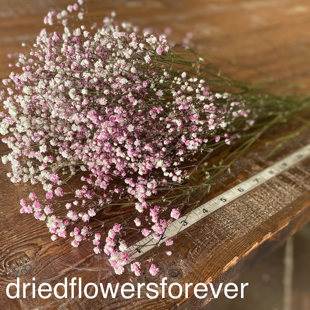 Gypsophila (Baby’s Breath)- Pink