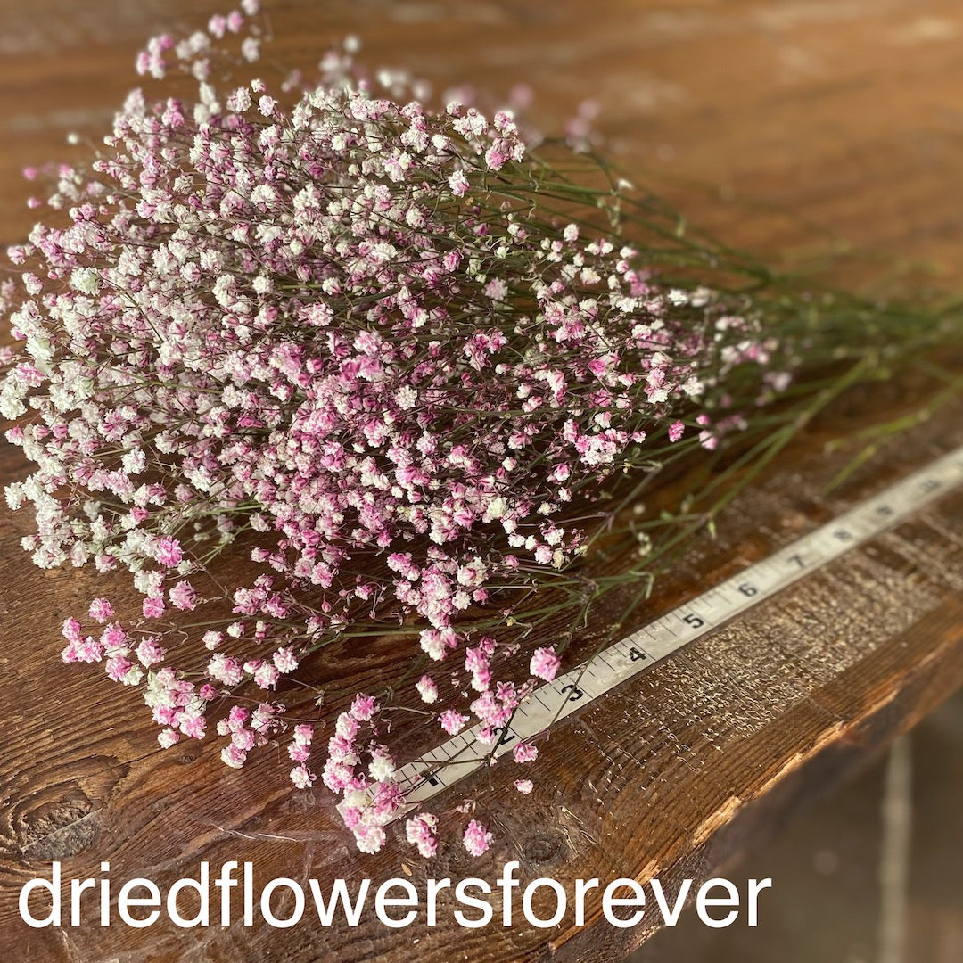 Gypsophila (Baby’s Breath)- Pink