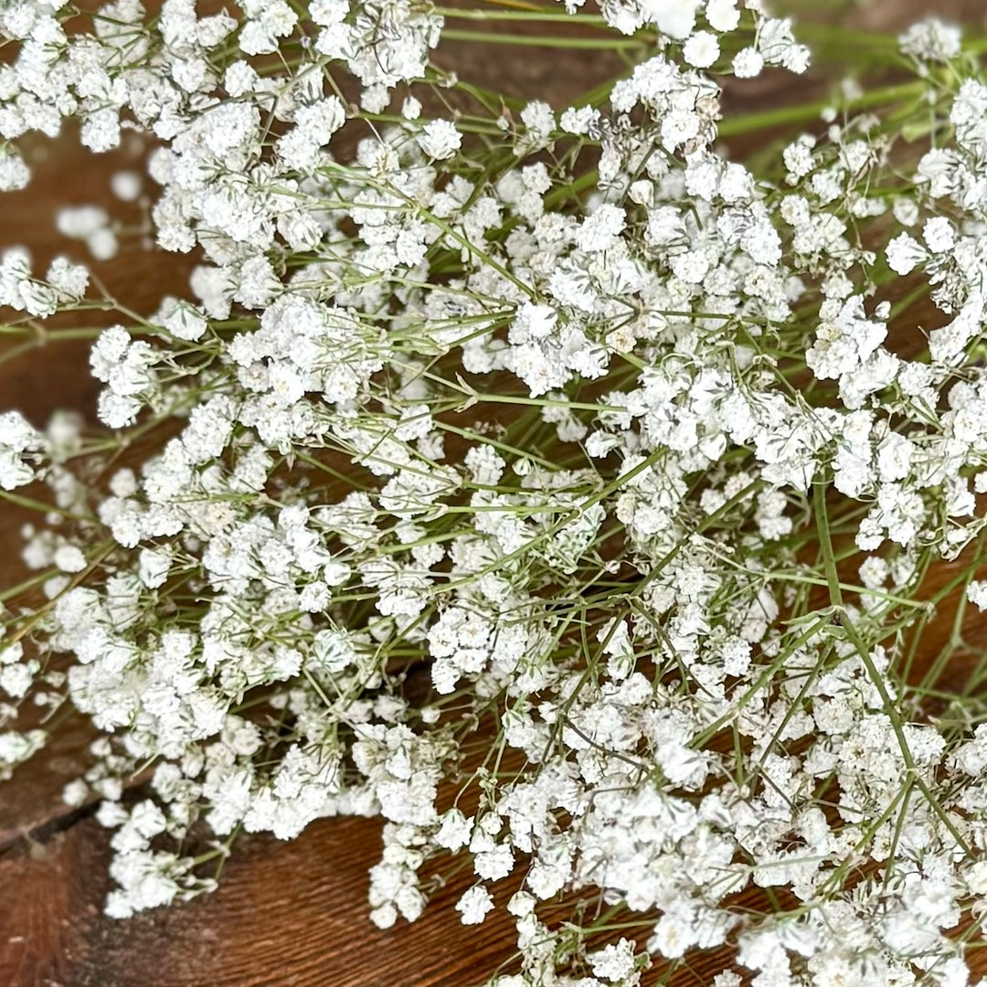 Baby's Breath (Gypsophila) - White