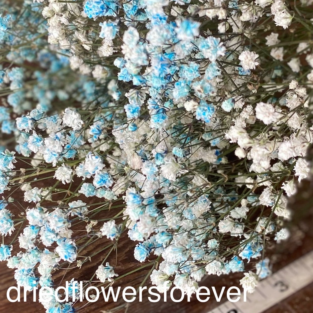 Gypsophila (Baby’s Breath)- Blue