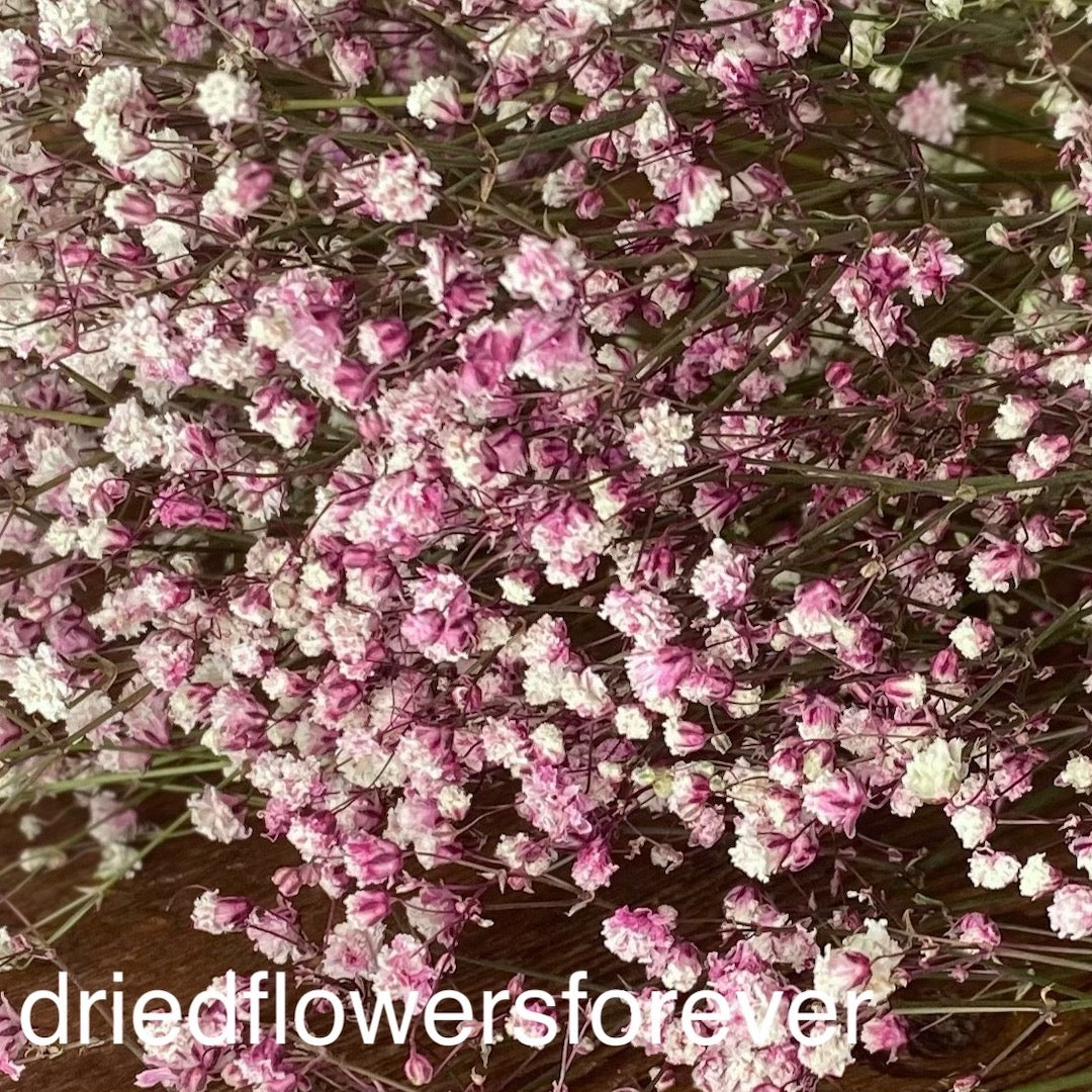 Gypsophila (Baby’s Breath)- Pink