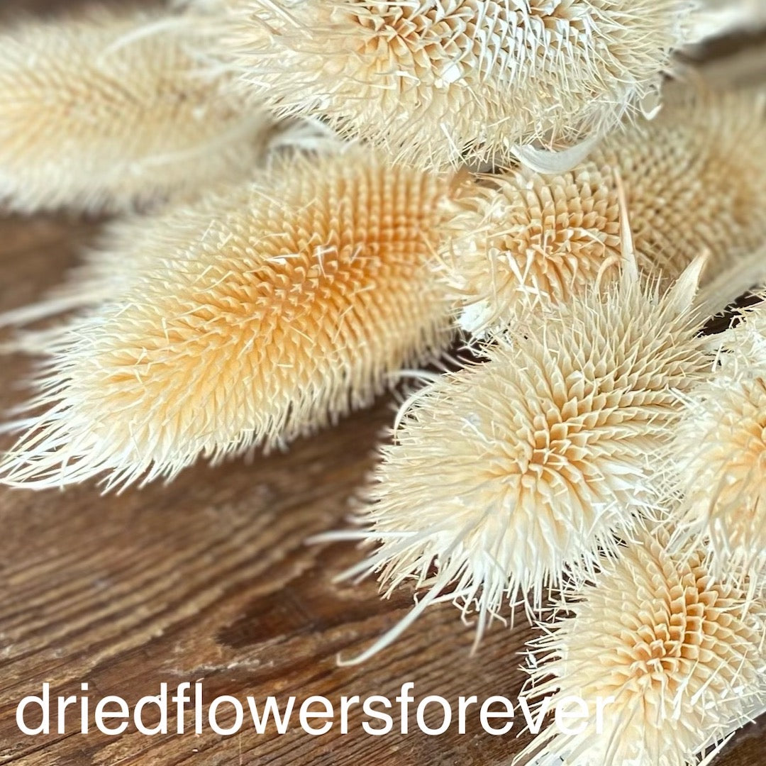 Teasel - White