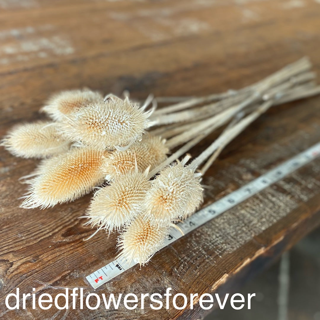 Teasel - White