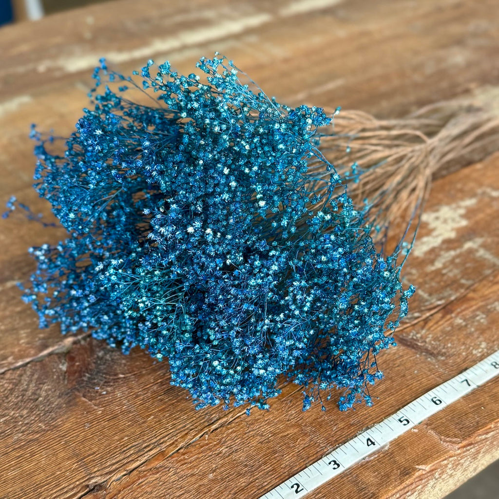 Broom Bloom - Bright Blue