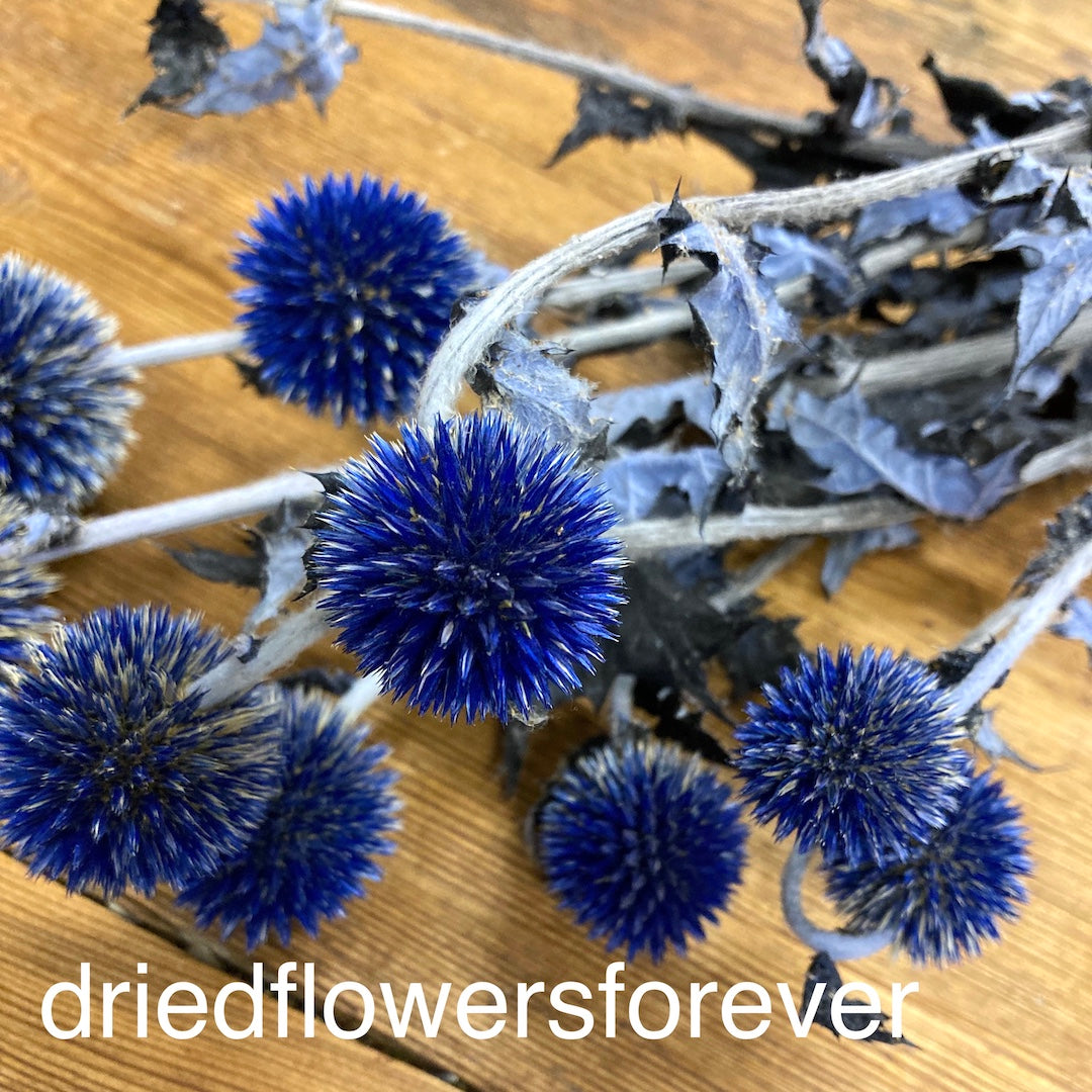Echinops (Globe Thistle) - Blue