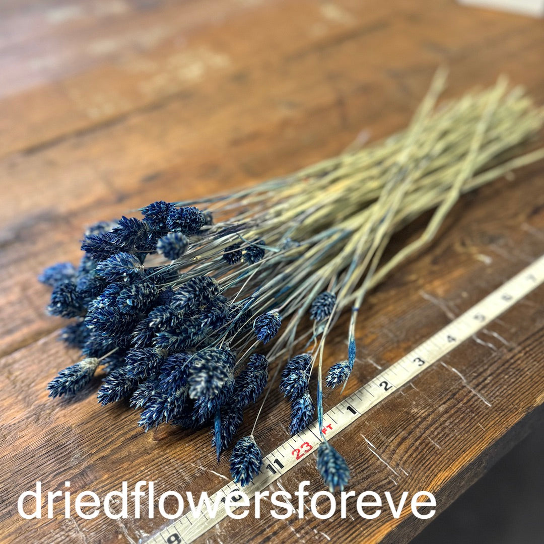 Phalaris - Blue