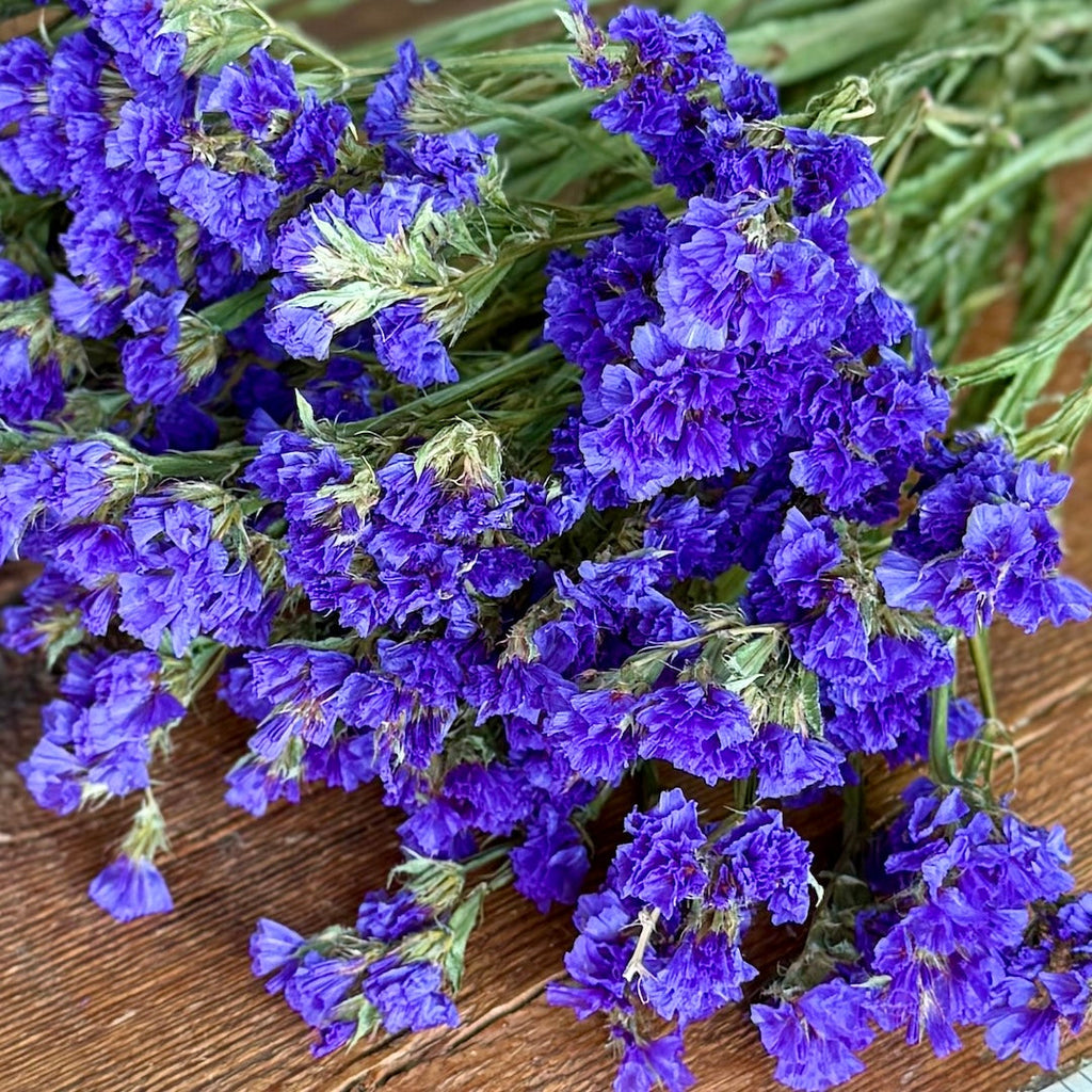 Statice (Limonium) - Purple