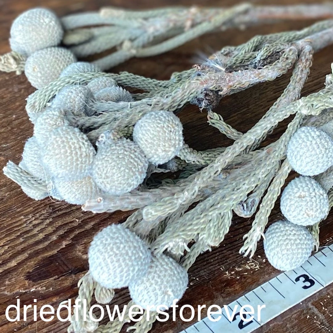 Brunia - 3 Stems