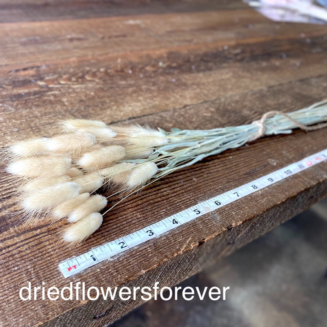 Bunny Tail Grass (Lagurus) - Natural