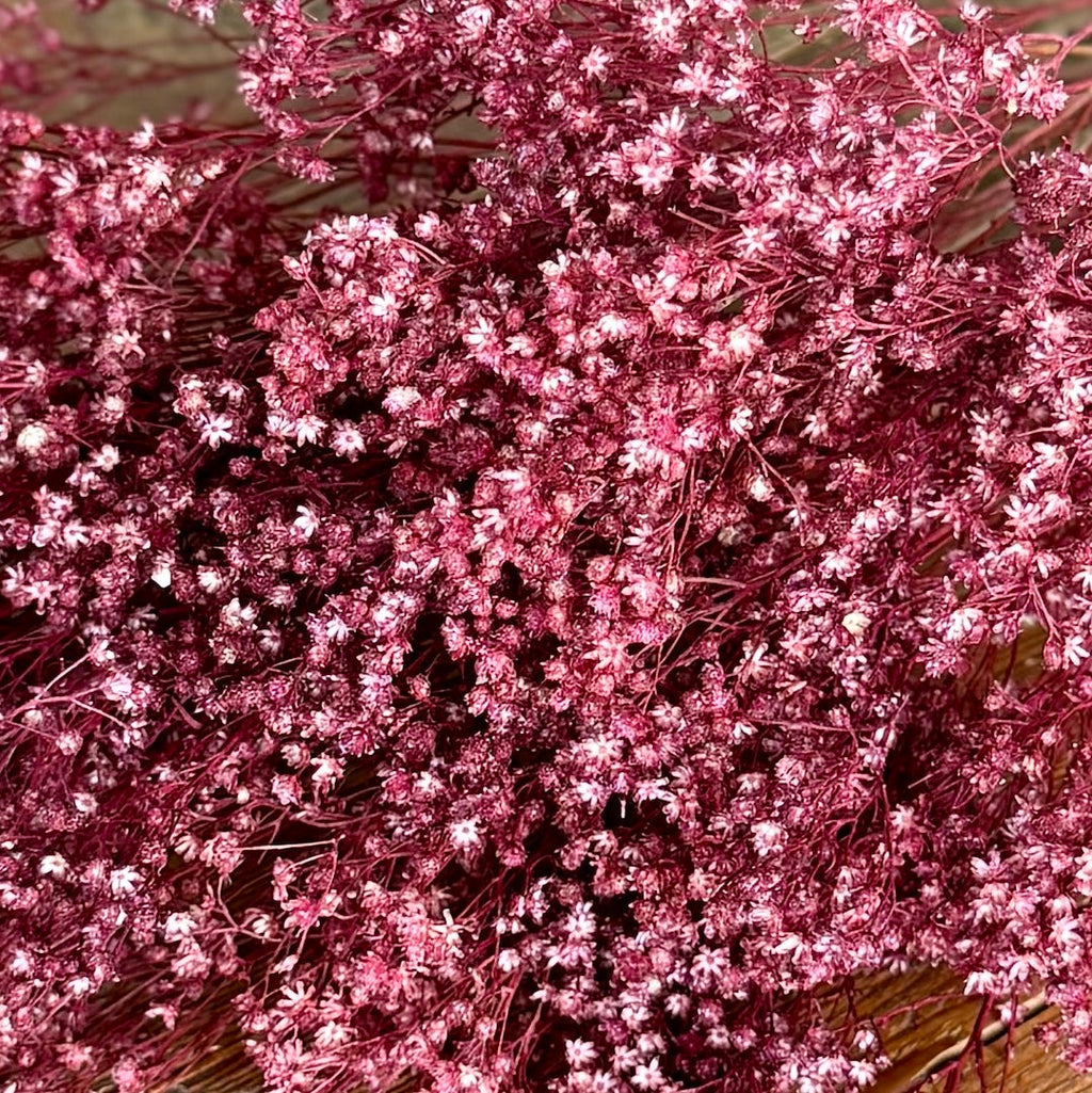 Broom Bloom - Burgundy