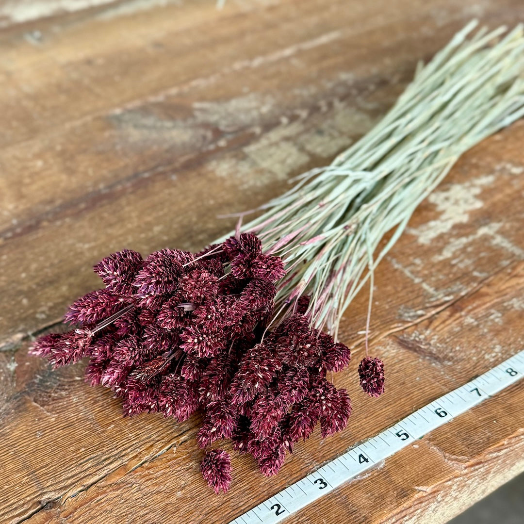 Phalaris - Burgundy