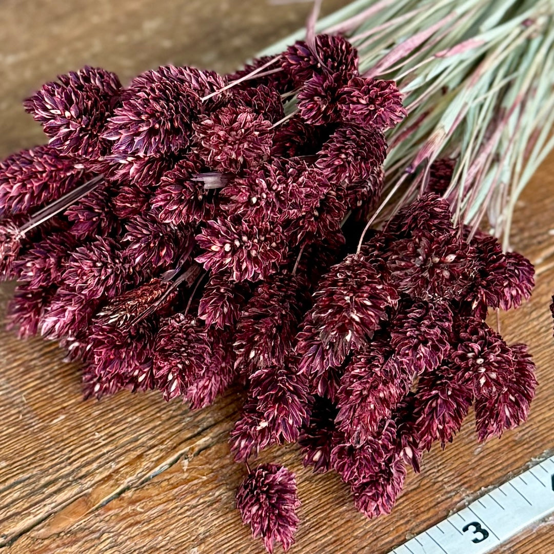 Phalaris - Burgundy