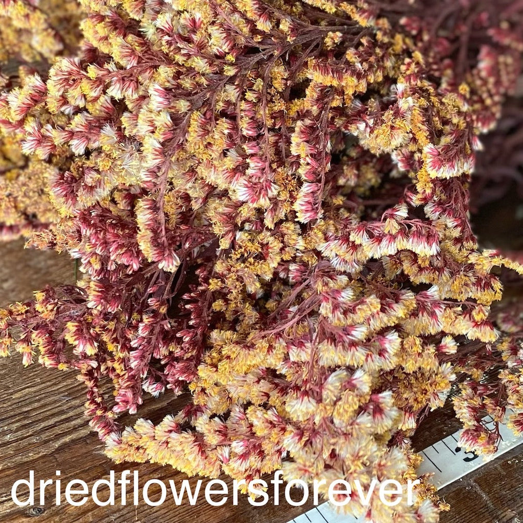 Goldenrod - Red