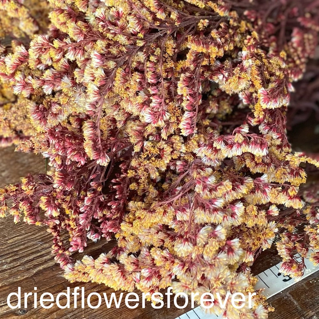 Goldenrod - Red