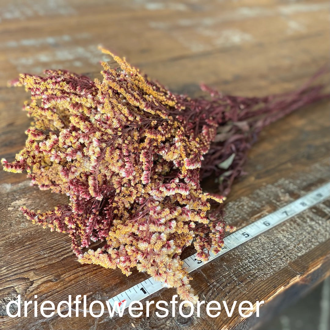 Goldenrod - Red