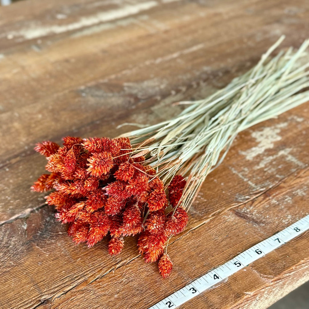 Phalaris - Orange