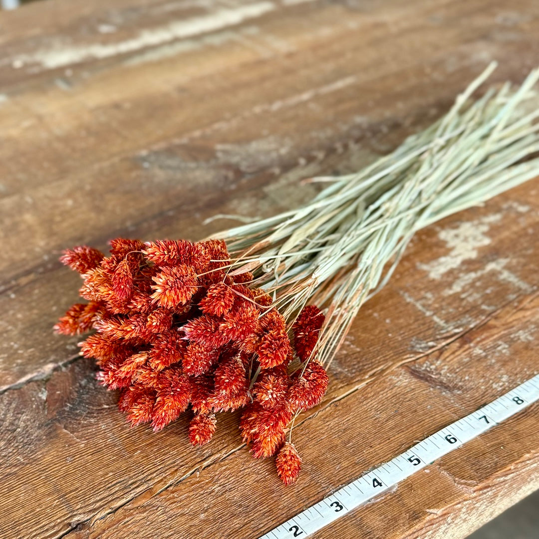Phalaris - Orange