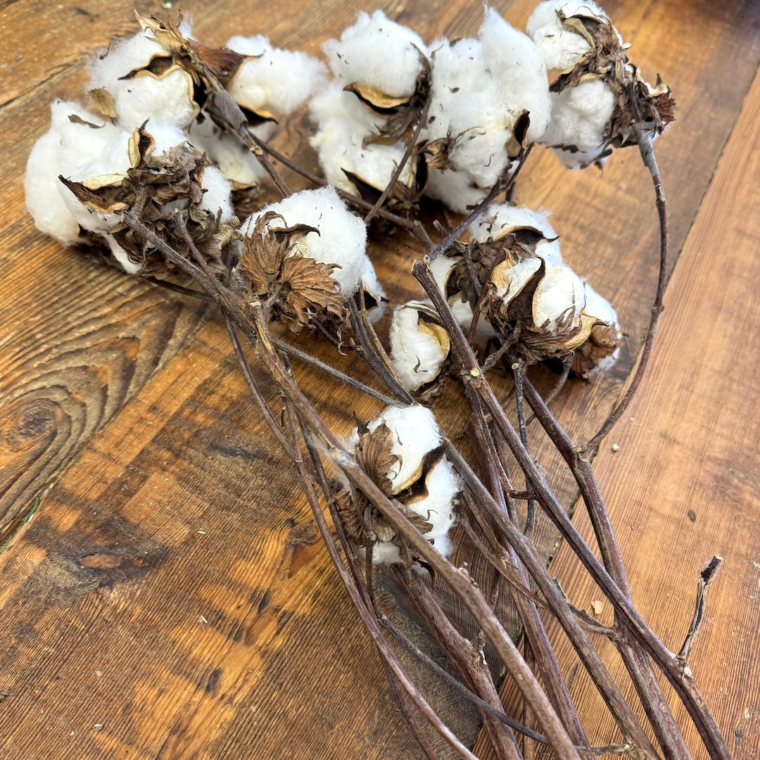 Cotton Branches