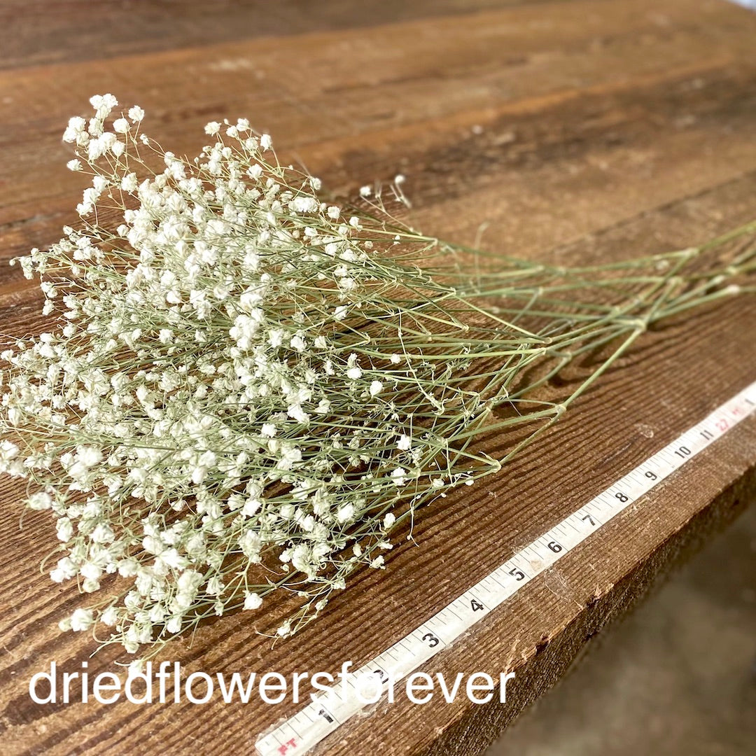 Baby's Breath (Gypsophila) - White