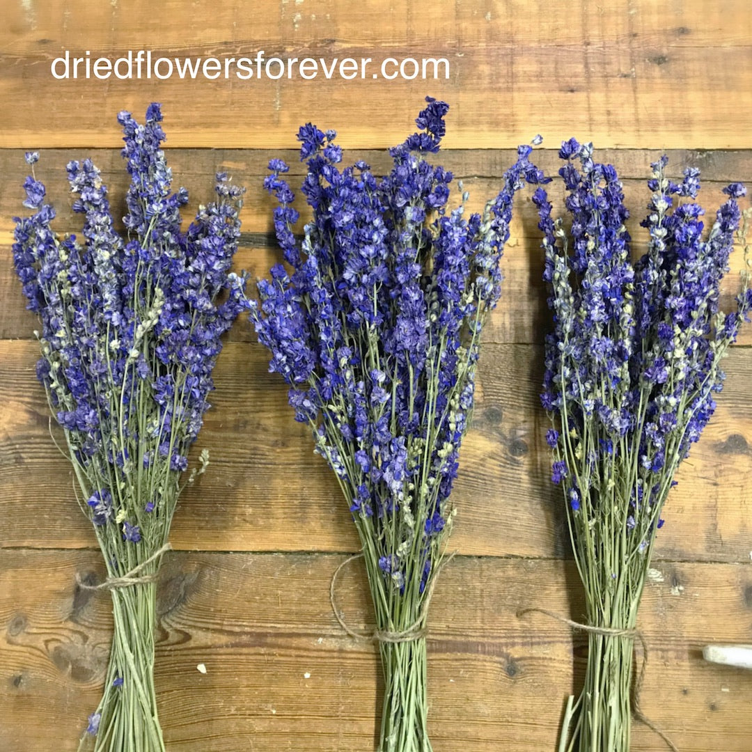 Larkspur - Blue Purple - Delphinium