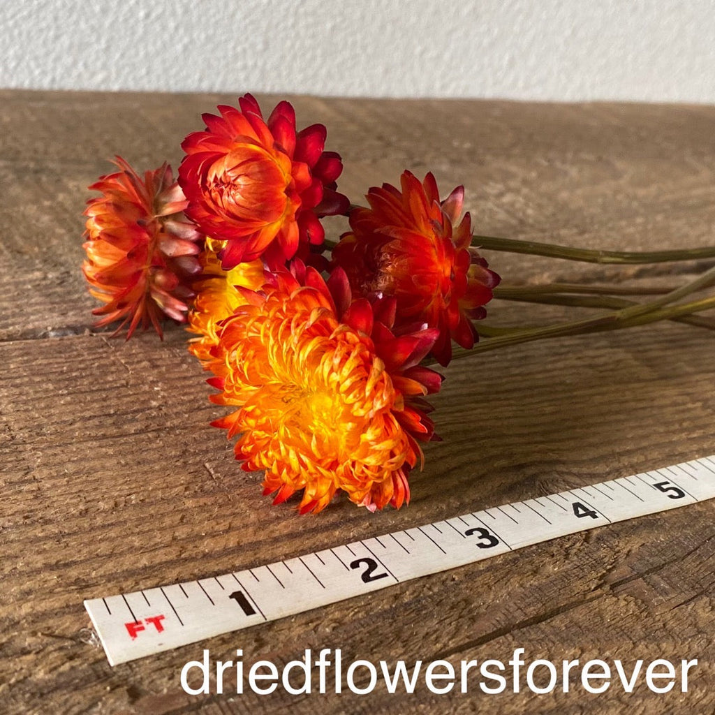 Strawflower - Orange - Helichrysum - 5 Stemmed Heads