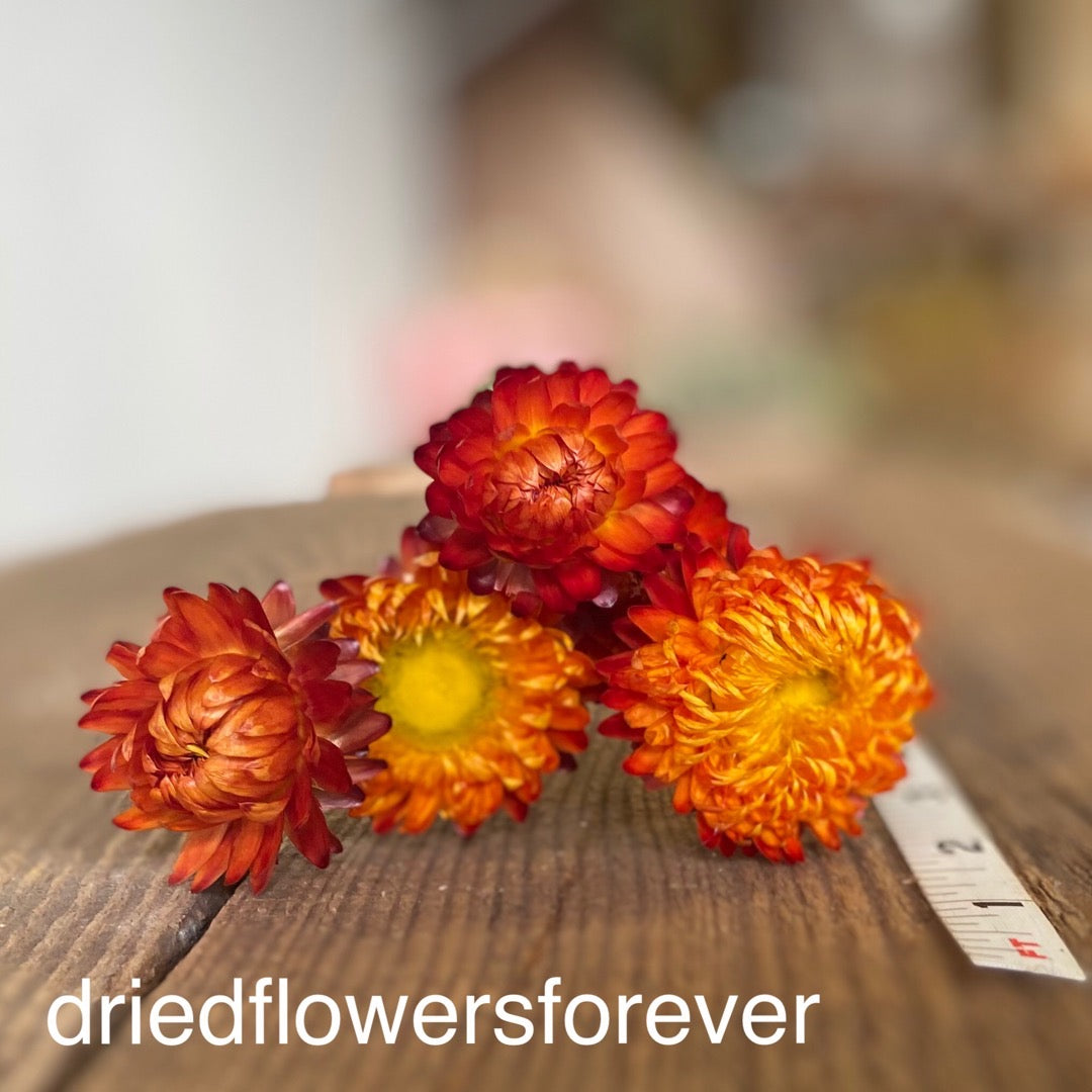 Strawflower - Orange - Helichrysum - 5 Stemmed Heads