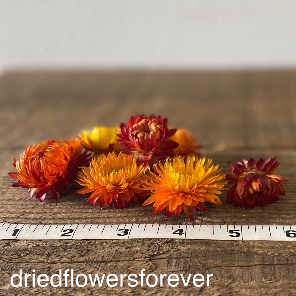 Strawflower Flower Heads - Orange