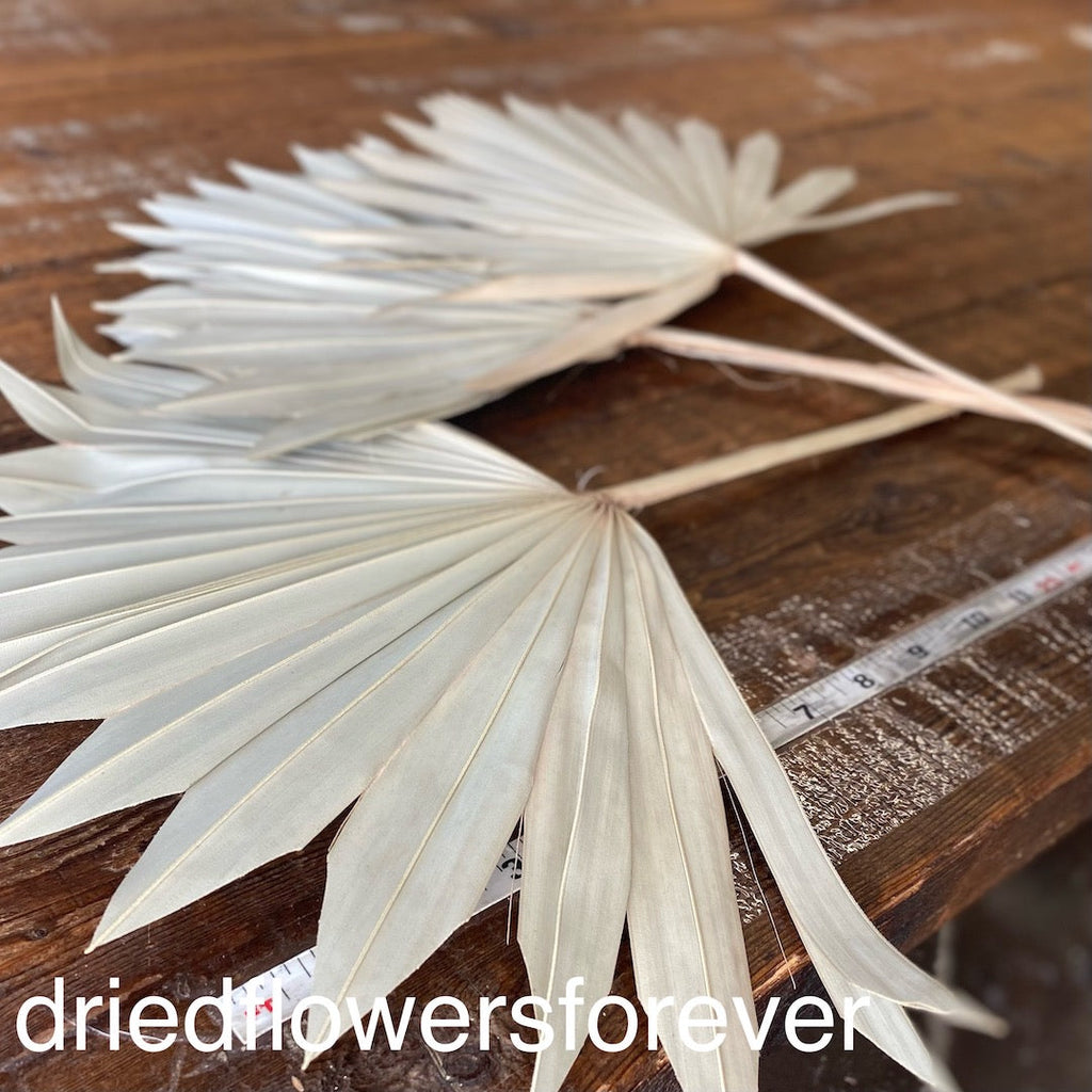 Sun Palm Fans - 3 Stems - Natural