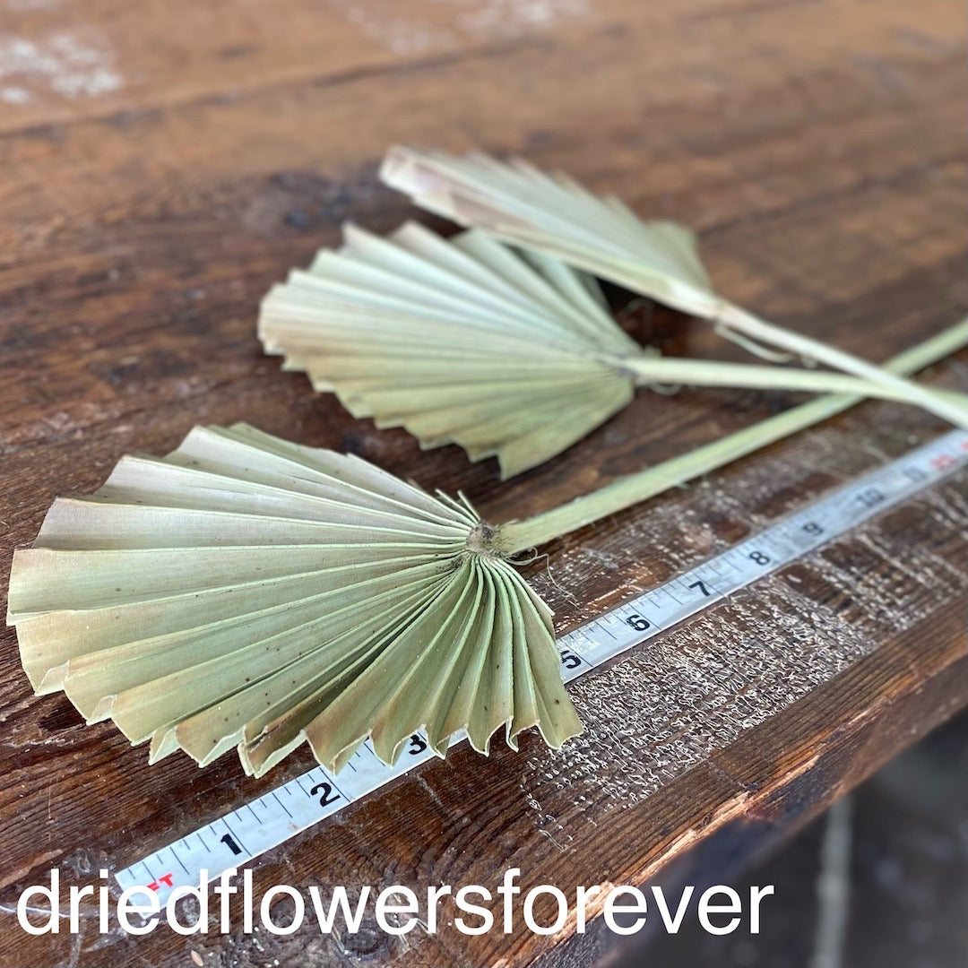 Palm Fans - 5 Stems - Green w/ Burnt Tips