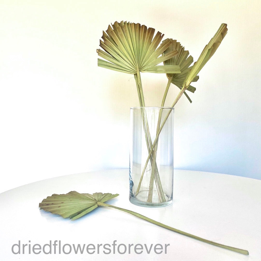 Palm Fans - 5 Stems - Green w/ Burnt Tips