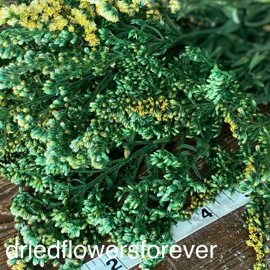 Goldenrod - Green